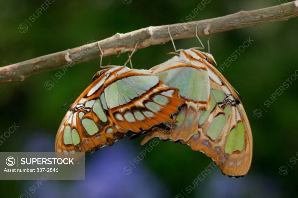 Close-up of two Malachite Butterflies on a twig (Siproeta stelenes)