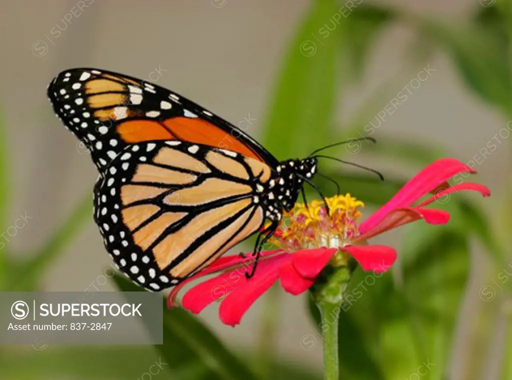 Close-up of a Monarch Butterfly on a flower pollinating (Danaus plexippus)