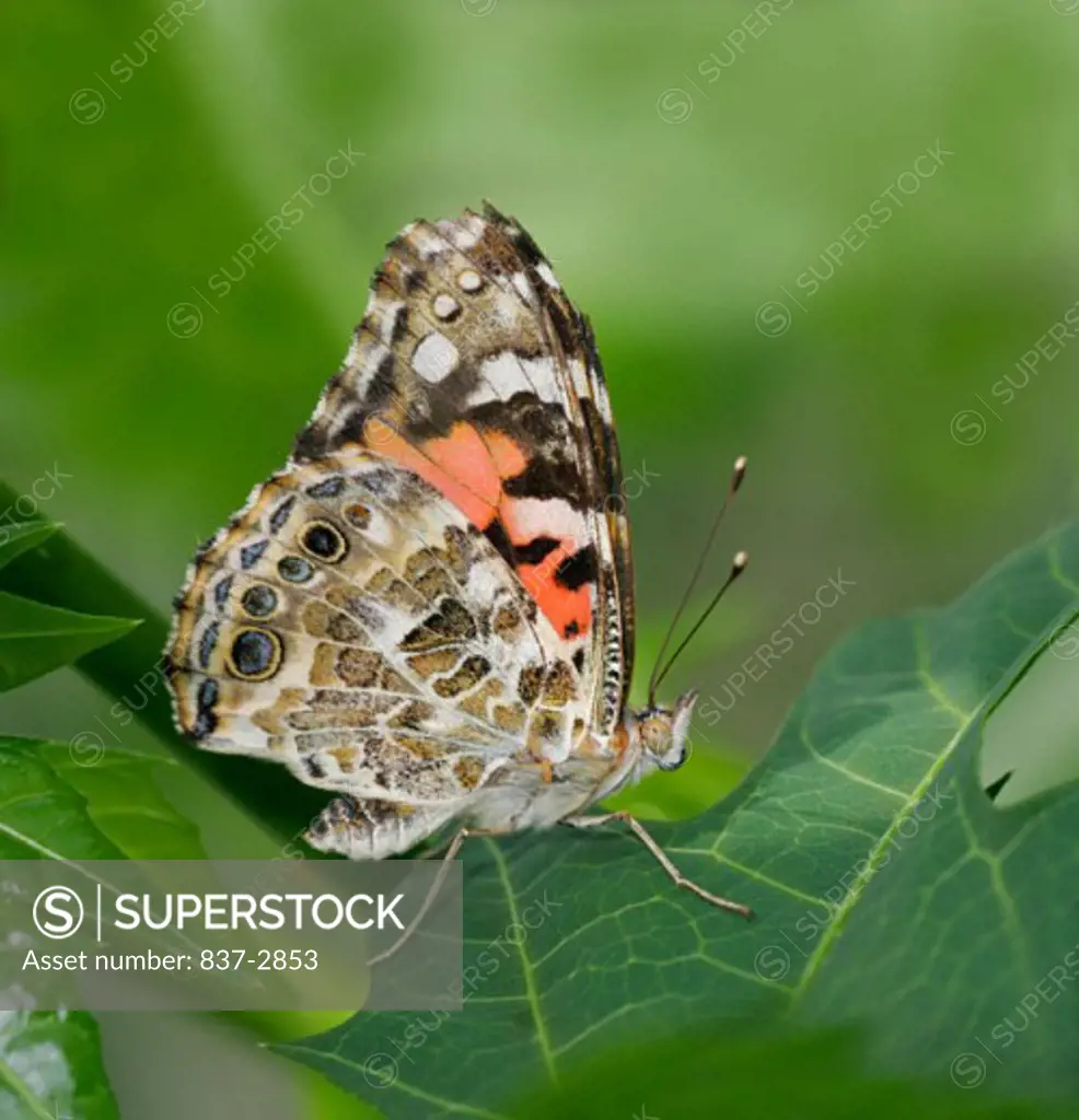 Side profile of a Painted Lady Butterfly on a leaf (Vanessa cardui)