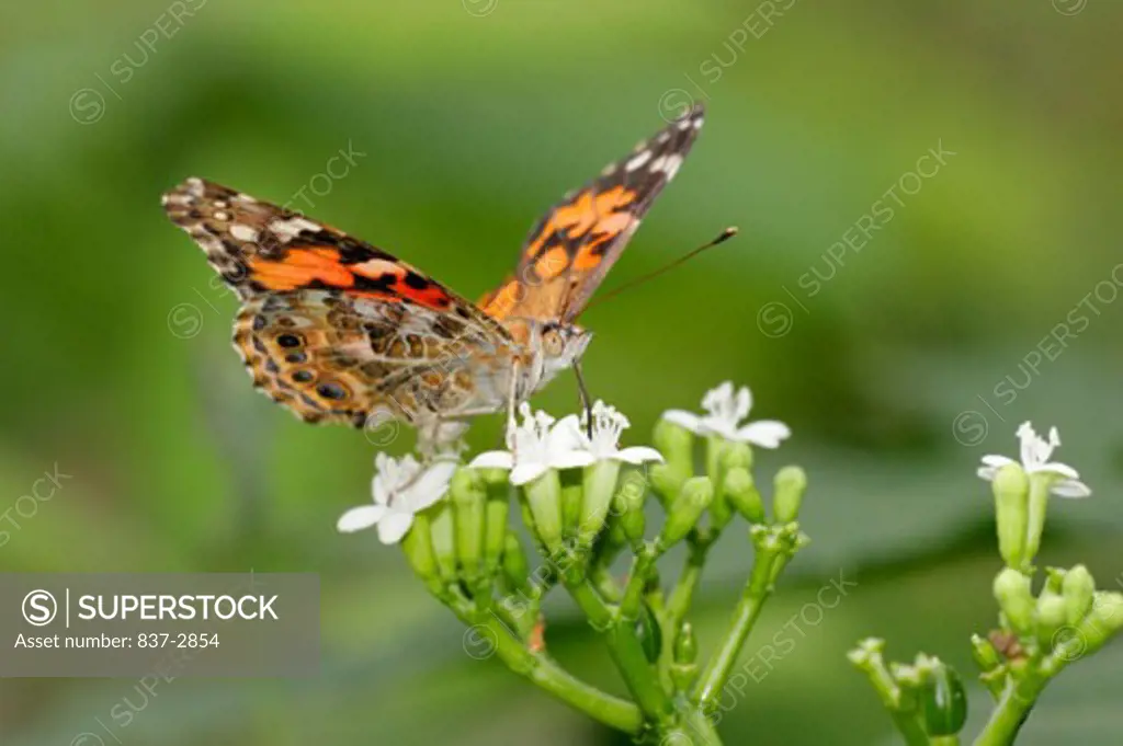 Close-up of a Painted Lady Butterfly on a flower pollinating (Vanessa cardui)