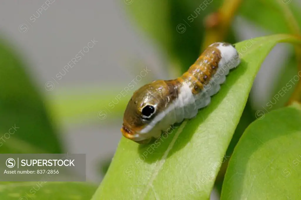 Close-up of a caterpillar of a Palamedes Swallowtail Butterfly on a leaf (Papilio palamedes)