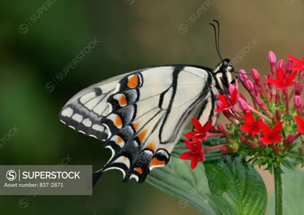 Close-up of a Tiger Swallowtail Butterfly on a flower pollinating (Papilio glaucus)