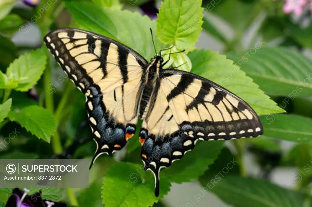 High angle view of a Tiger Swallowtail Butterfly on a leaf (Papilio glaucus)