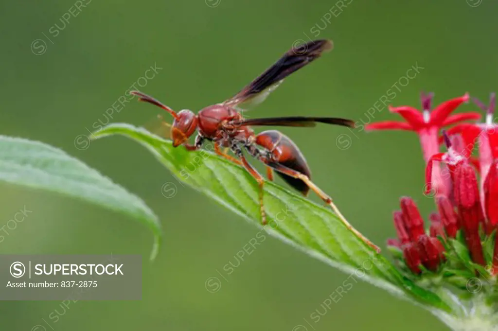 Side profile of a wasp on a leaf