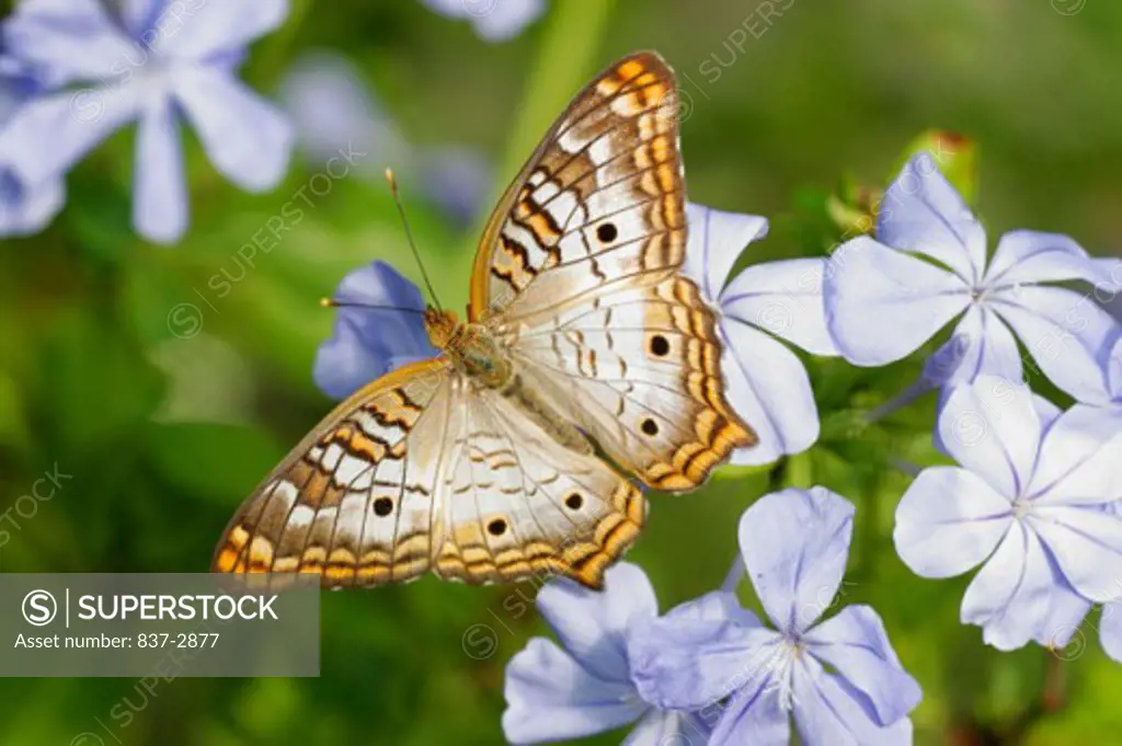 High angle view of a White Peacock Butterfly on a flower pollinating (Anartia jatrophae)