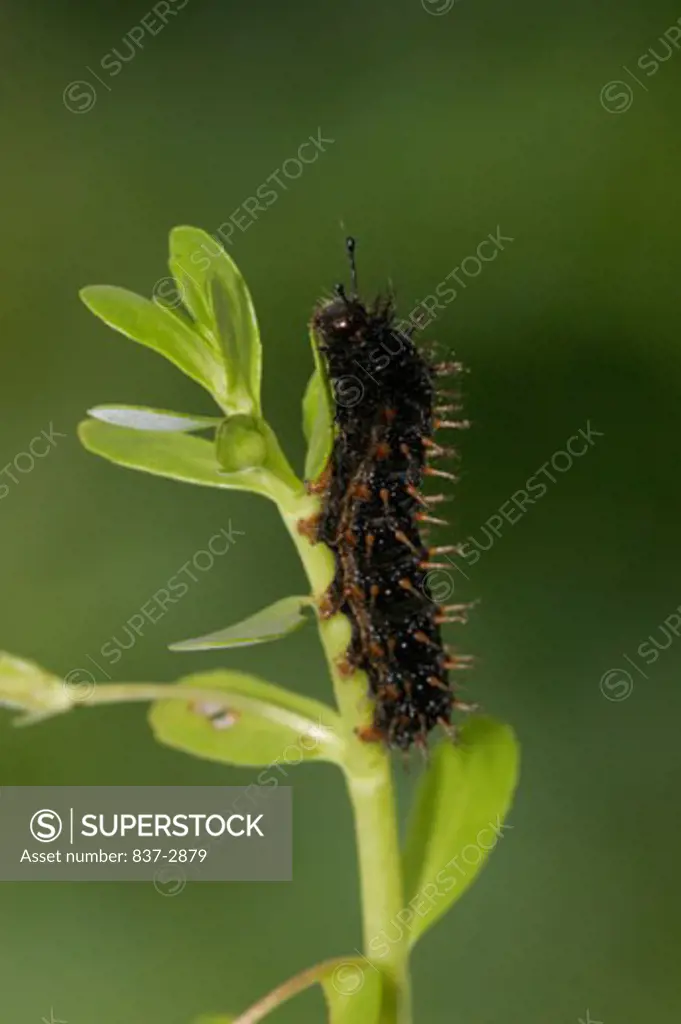 Close-up of a caterpillar of a White Peacock Butterfly crawling on a twig (Anartia jatrophae)