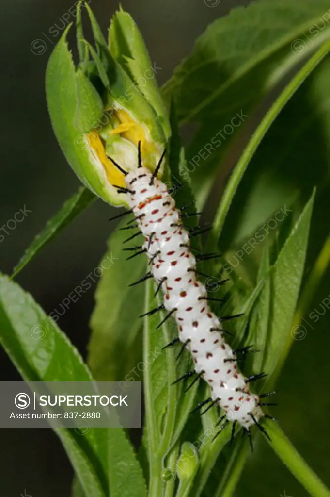 High angle view of a caterpillar of a Zebra Longwing Butterfly crawling on a twig (Heliconius charitonius)