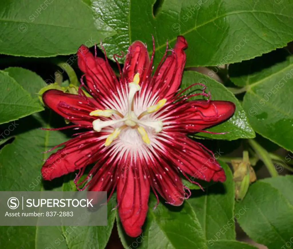 High angle view of a Lady Margaret Passion Vine flower