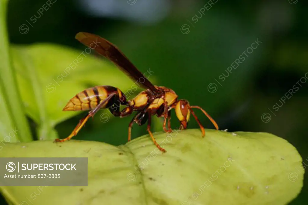 Side profile of a wasp on a leaf