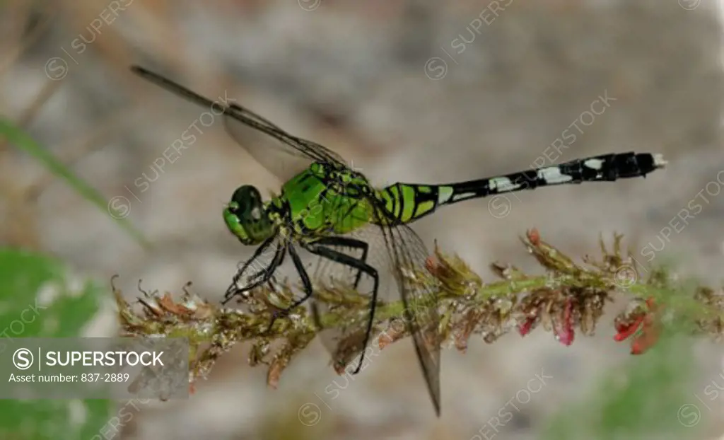 Close-up of an Eastern Pondhawk Dragonfly on a flower (Erythemis simplicicollis)