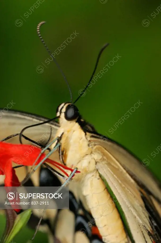 High angle view of a Giant Swallowtail Butterfly on a flower pollinating (Papilio cresphontes)