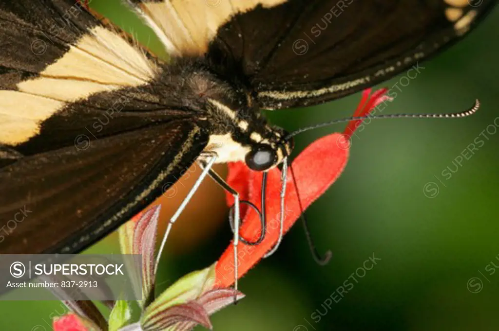 Close-up of a Giant Swallowtail Butterfly on a flower pollinating (Papilio cresphontes)