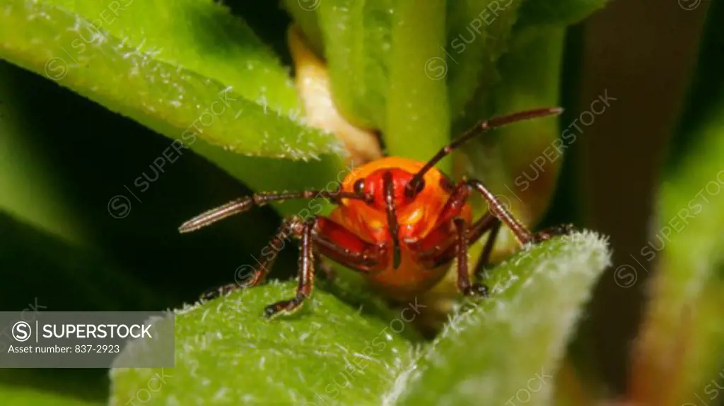 Close-up of a Small Milkweed Bug on a leaf (lygaeus kalmii)