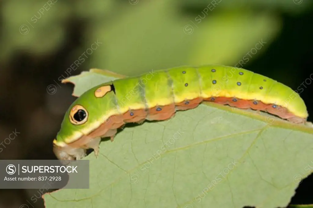 Close-up of a caterpillar of a Spicebush Swallowtail Butterfly on a leaf (Papilio troilus)