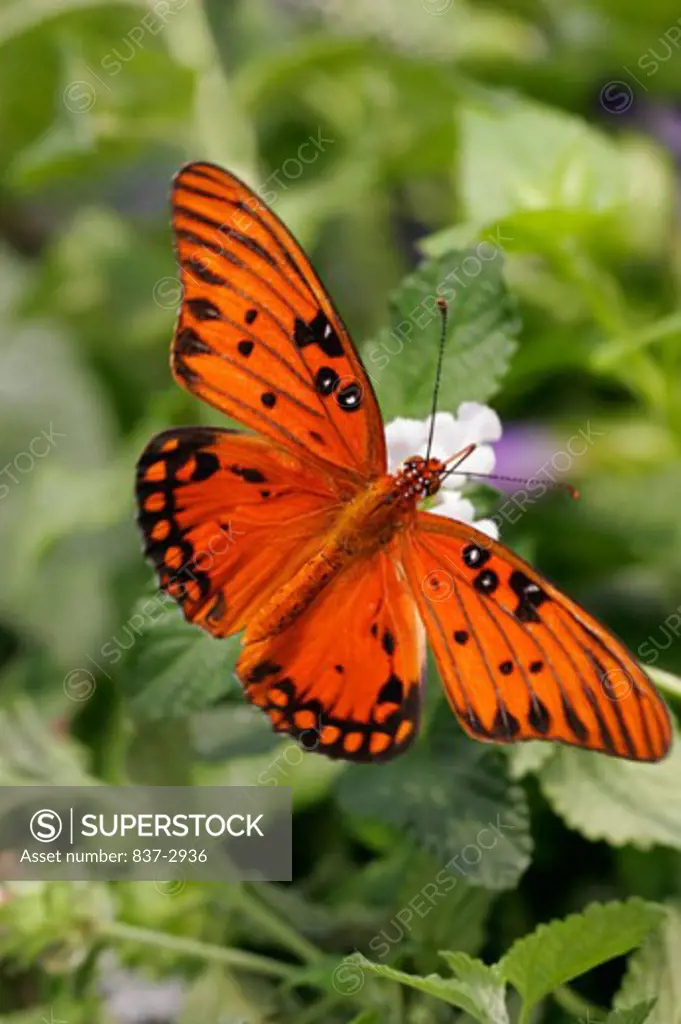 High angle view of a Gulf Fritillary Butterfly on a flower pollinating (Agraulis vanillae)