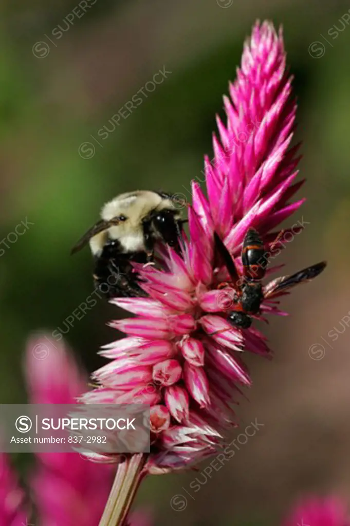 Close-up of a bumblebee and a wasp pollinating a celosia flower (Bombus pennsylvanicus)