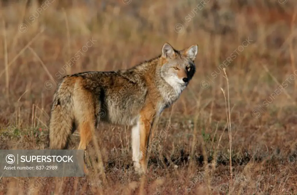 Side profile of a coyote standing in a field, Yellowstone National Park, Wyoming, USA (Canis latrans)
