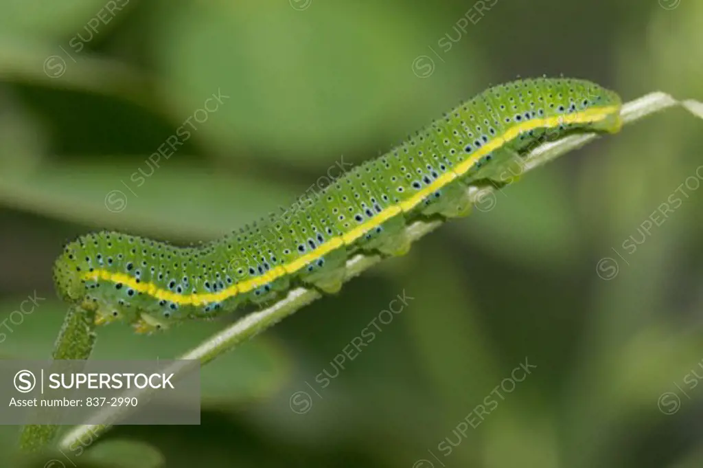 Side profile of a caterpillar of a Cloudless Sulphur butterfly crawling on a stem (Phoebis sennae)