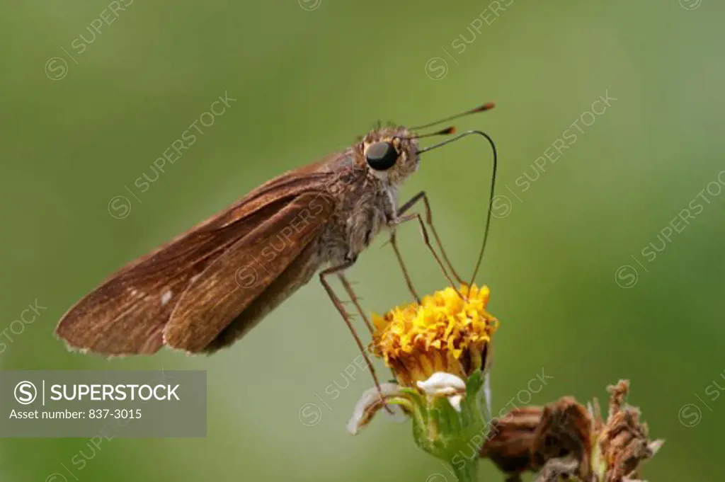 Side profile of a Long-tailed Skipper butterfly pollinating a flower (Urbanus proteus)