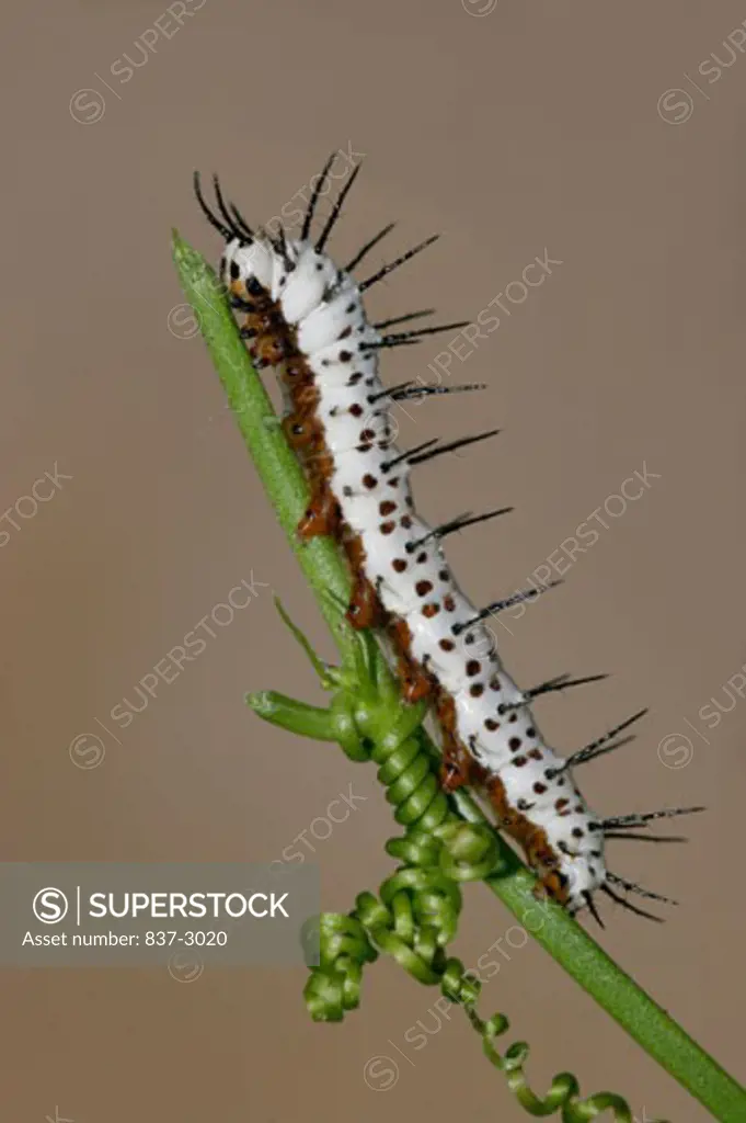 Side profile of a caterpillar of a Zebra Longwing butterfly crawling on a stem (Heliconius charitonius)