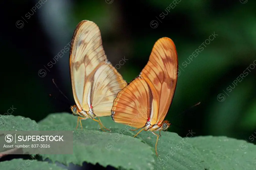 Close-up of two Julia butterflies on leaves (Dryas julia)