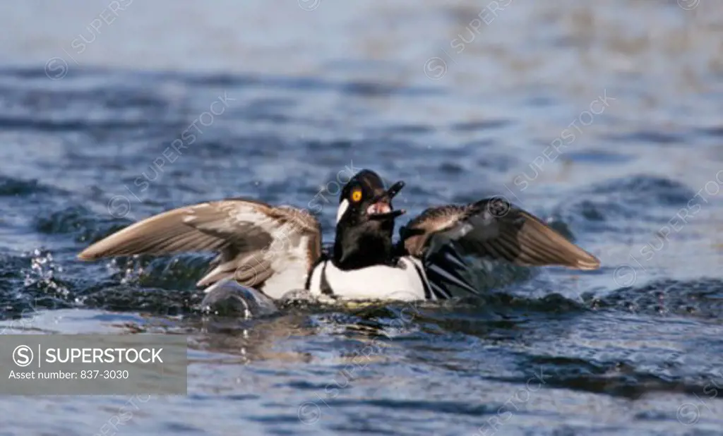 Close-up of a male Hooded Merganser spreading its wings in water (Lophodytes cucullatus)
