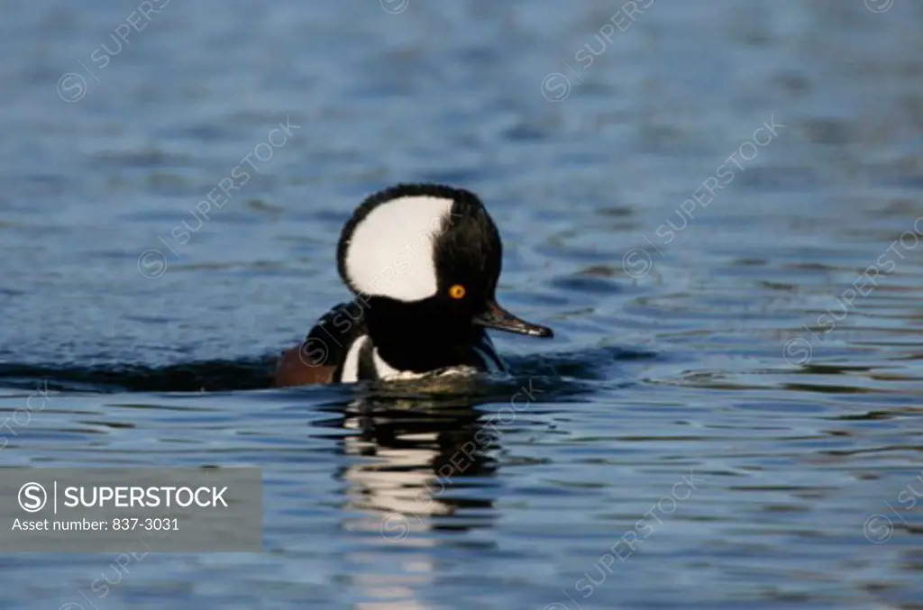 Close-up of a male Hooded Merganser swimming in water (Lophodytes cucullatus)