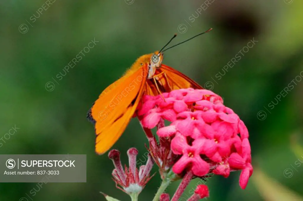 Close-up of a Julia butterfly pollinating a flower (Dryas julia)