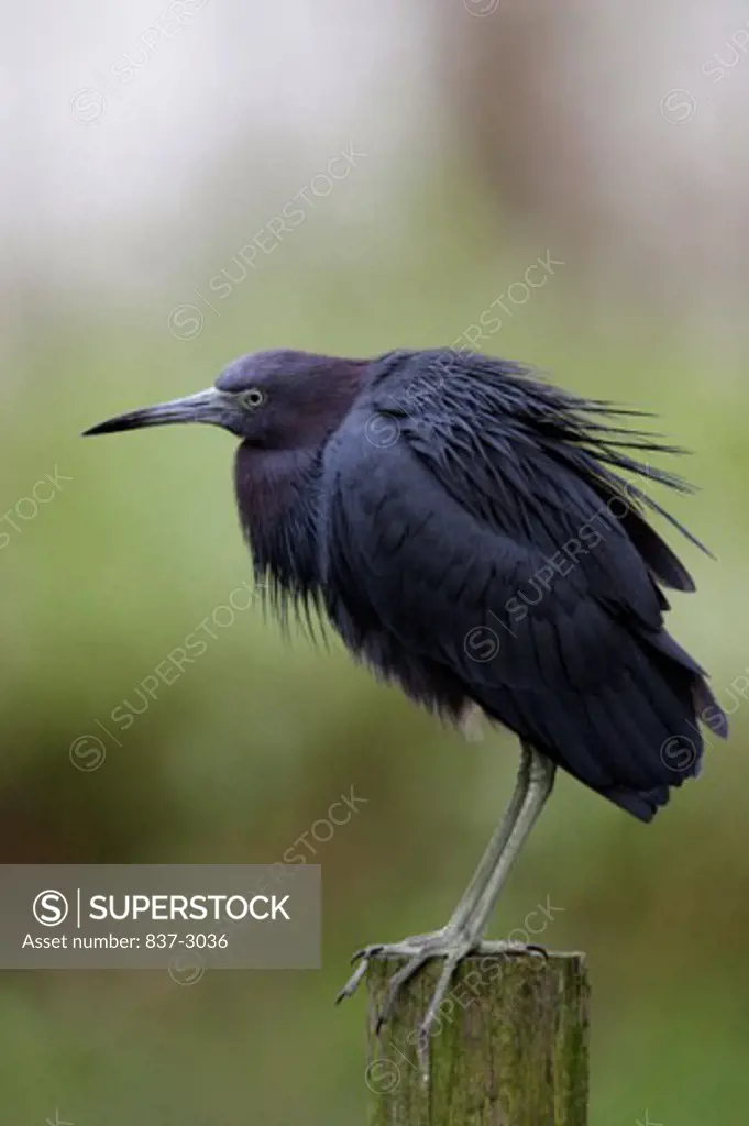Side profile of a Little Blue Heron perching on a wooden post (Egretta caerulea)