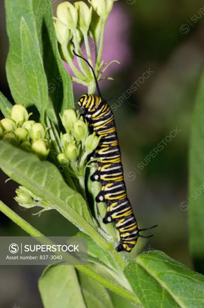 Close-up of a caterpillar of a Monarch butterfly crawling on a stem (Danaus plexippus)
