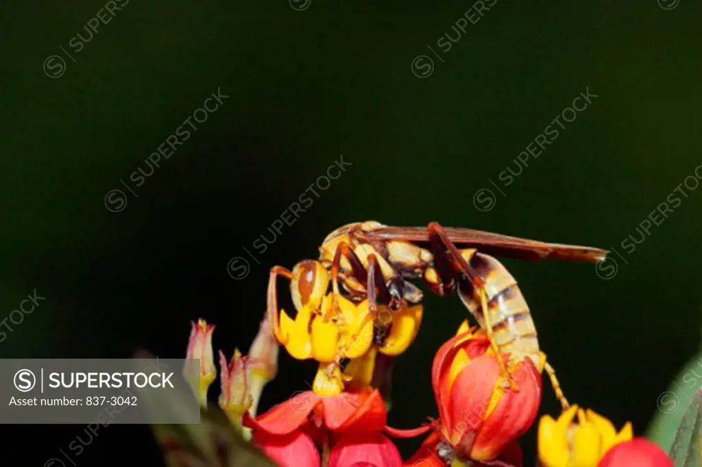 Close-up of a Paper Wasp pollinating a flower