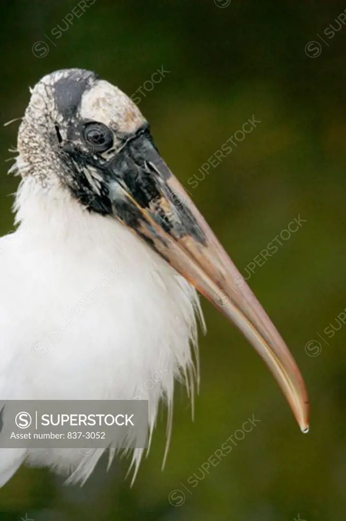 Close-up of a Wood Stork (Mycteria americana)