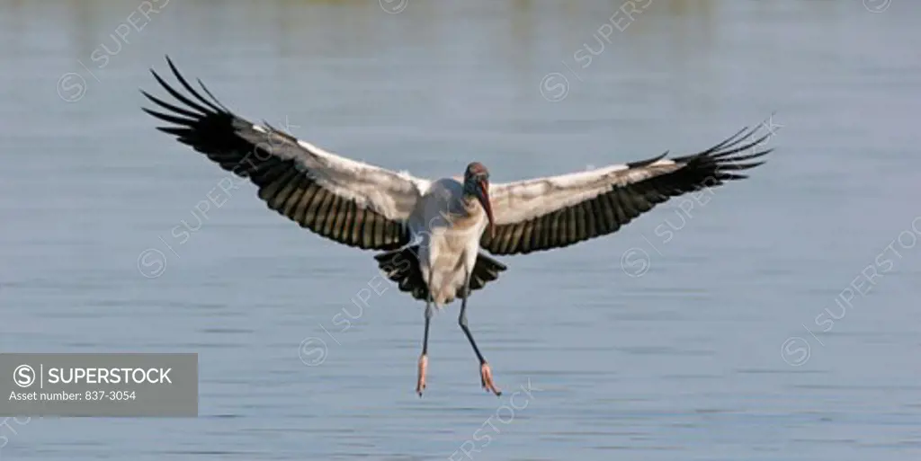 Close-up of a Wood Stork flying over water (Mycteria americana)
