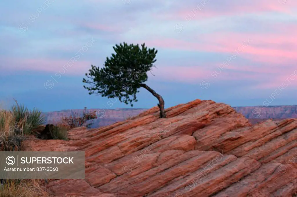 Tree on a landscape, Arizona, USA