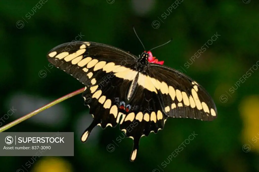 Close-up of a Giant Swallowtail on a branch (Papilio cresphontes)