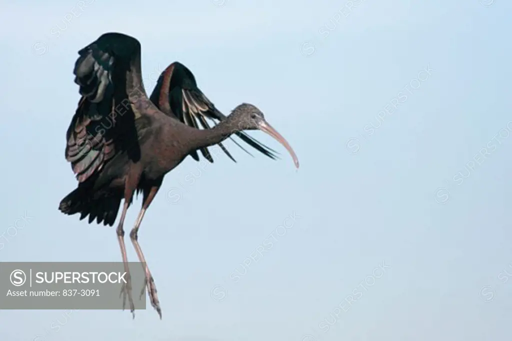 Close-up of a Glossy Ibis flying in sky (Plegadis falcinellus)