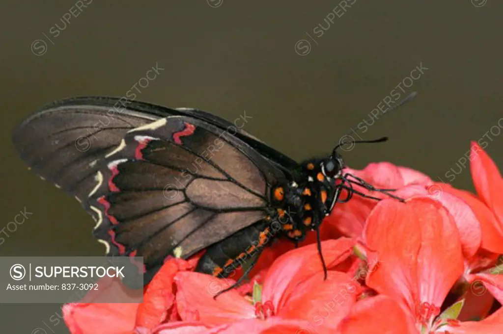 Side profile of a Gold Rim Swallowtail pollinating flowers