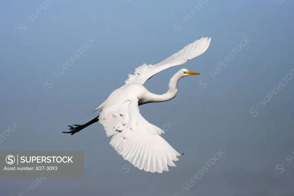 Side profile of a Great Egret flying in sky (Ardea alba)