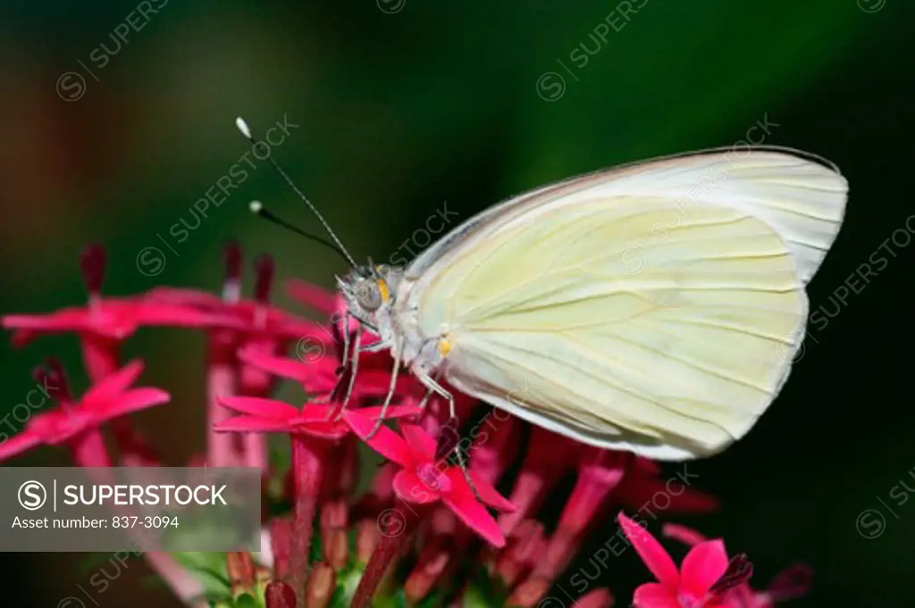 Side profile of a Great Southern White butterfly pollinating flowers (Ascia monuste)