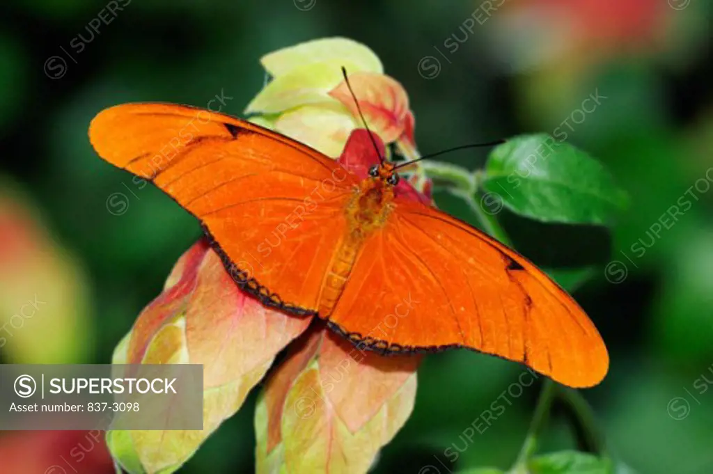 Close-up of a Julia Butterfly on a leaf (Dryas julia)