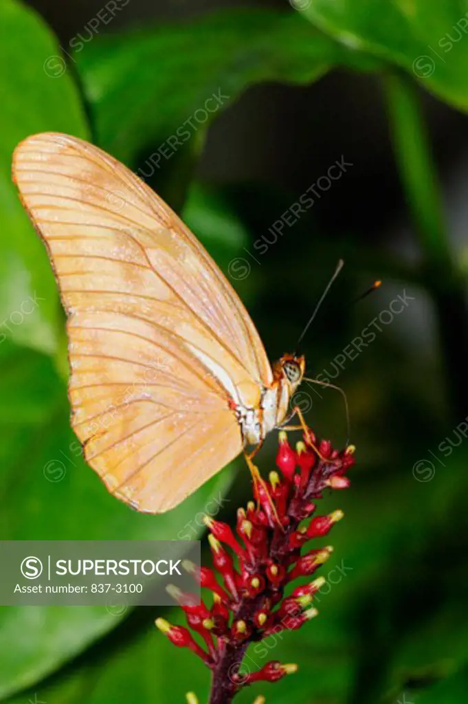 High angle view of a Julia Butterfly on a stalk of buds (Dryas julia)