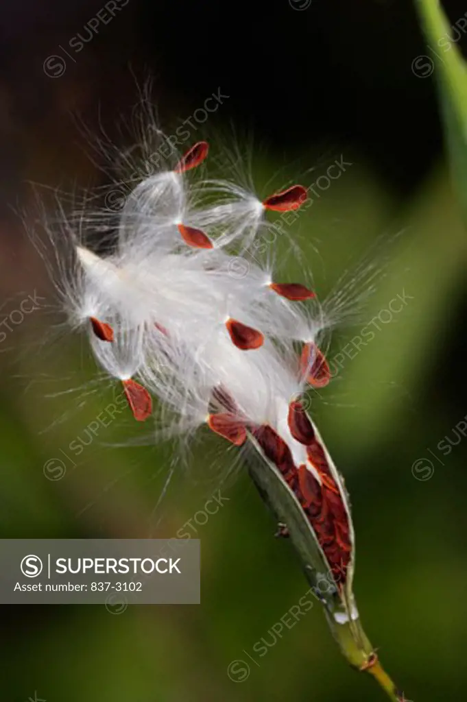 Close-up of milkweed seeds