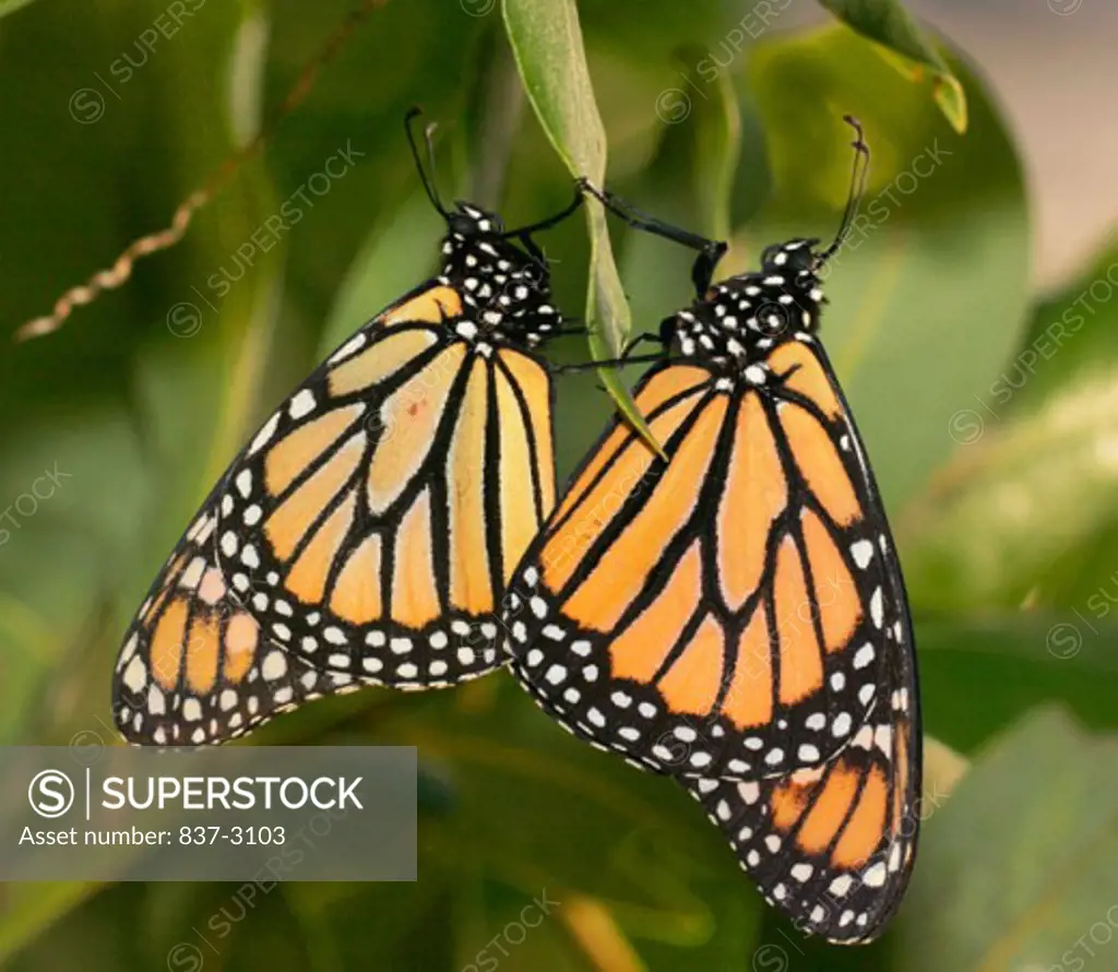 Close-up of two Monarch Butterflies (Danaus plexippus)