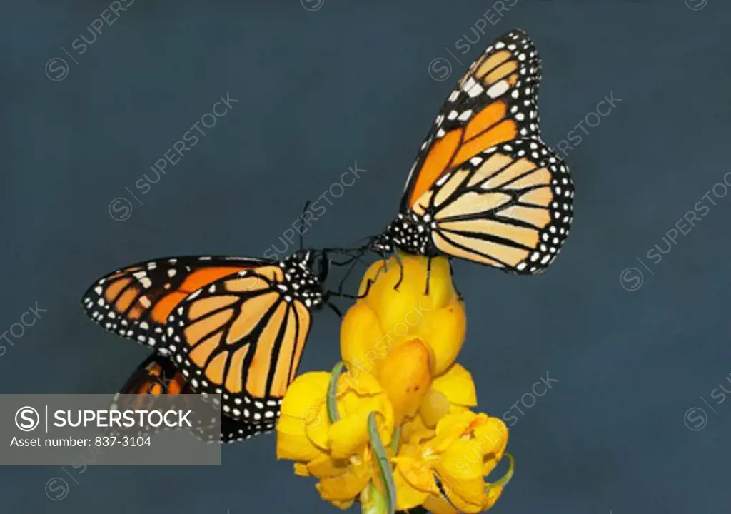 Side profile of two Monarch Butterflies (Danaus plexippus) pollinating a cassia flower