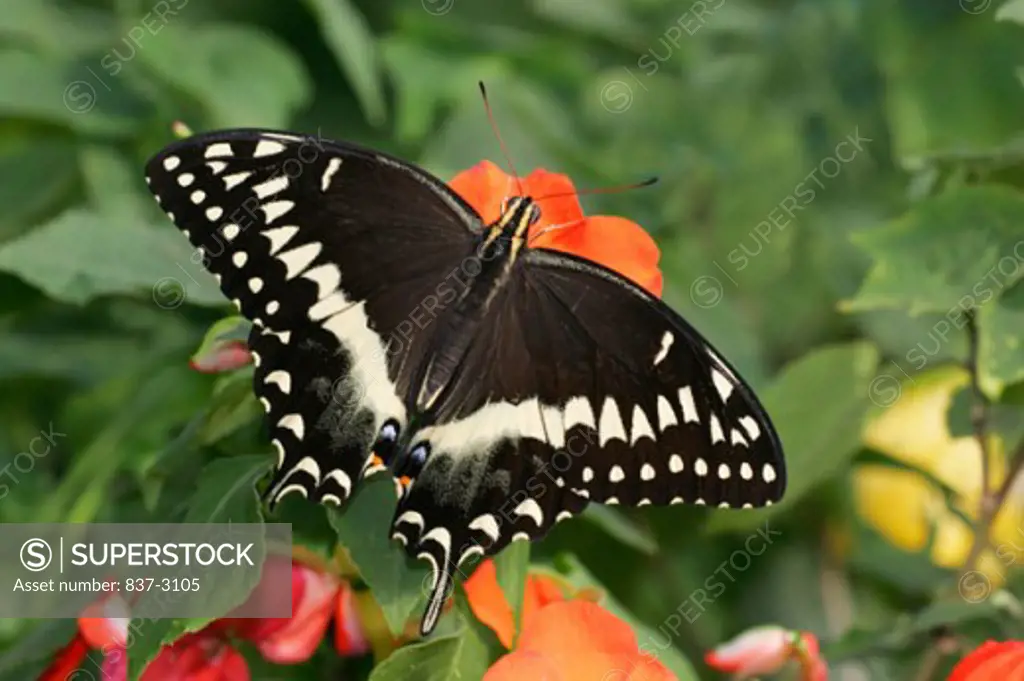 Close-up of a Palamedes Swallowtail butterfly pollinating a flower (Papilio palamedes)