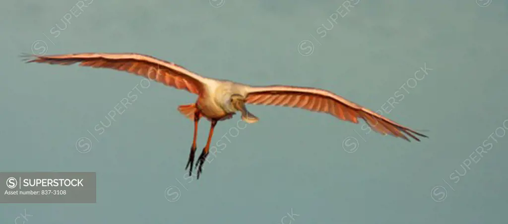 Roseate Spoonbill flying in sky (Ajaia ajaja)