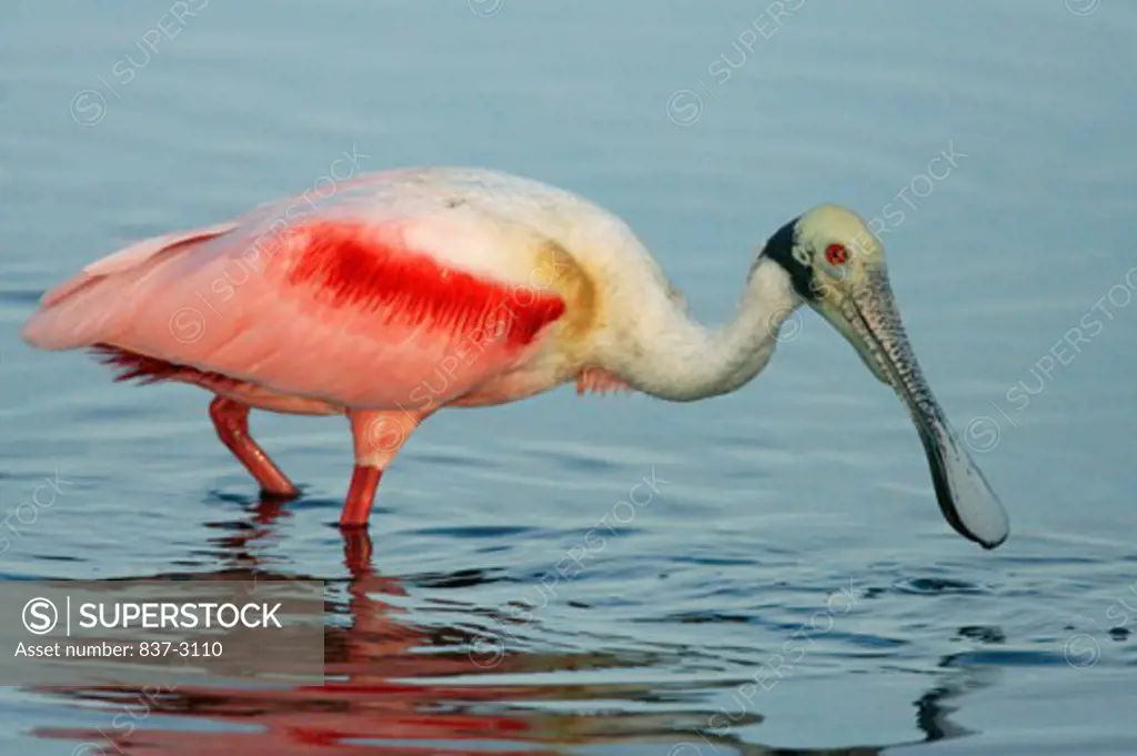 Side profile of a Roseate Spoonbill wading in water (Ajaia ajaja)
