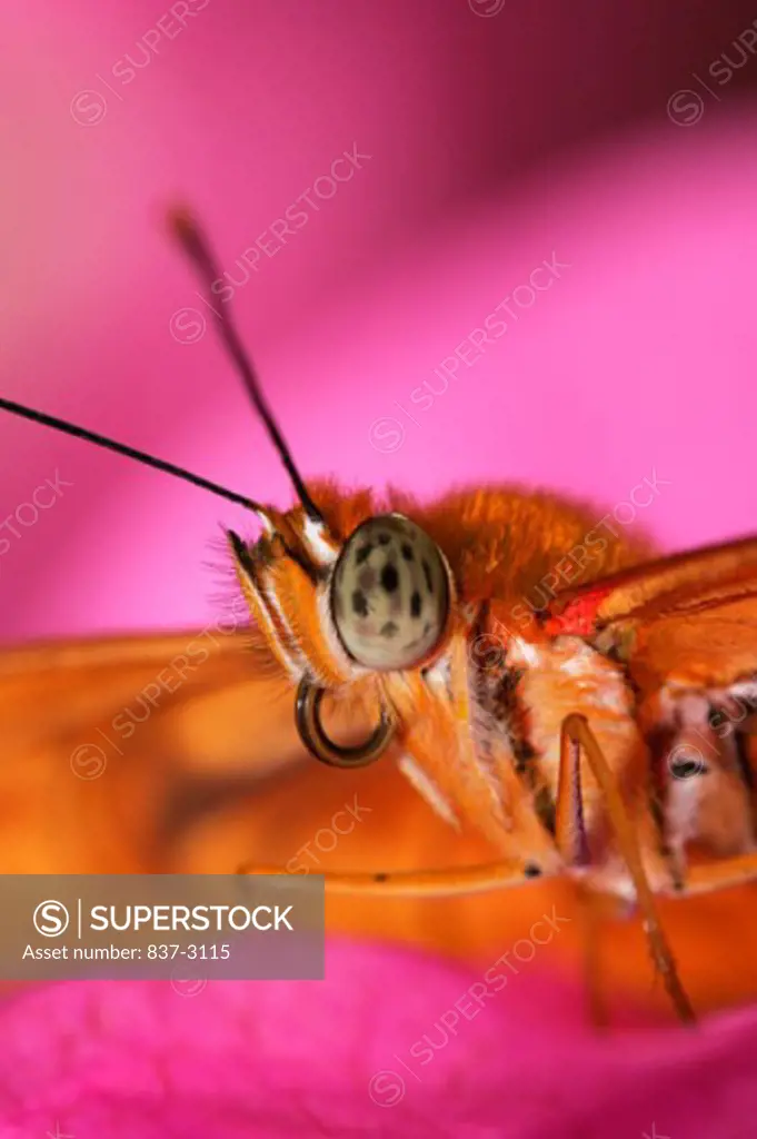 Close-up of a Julia Butterfly (Dryas julia)