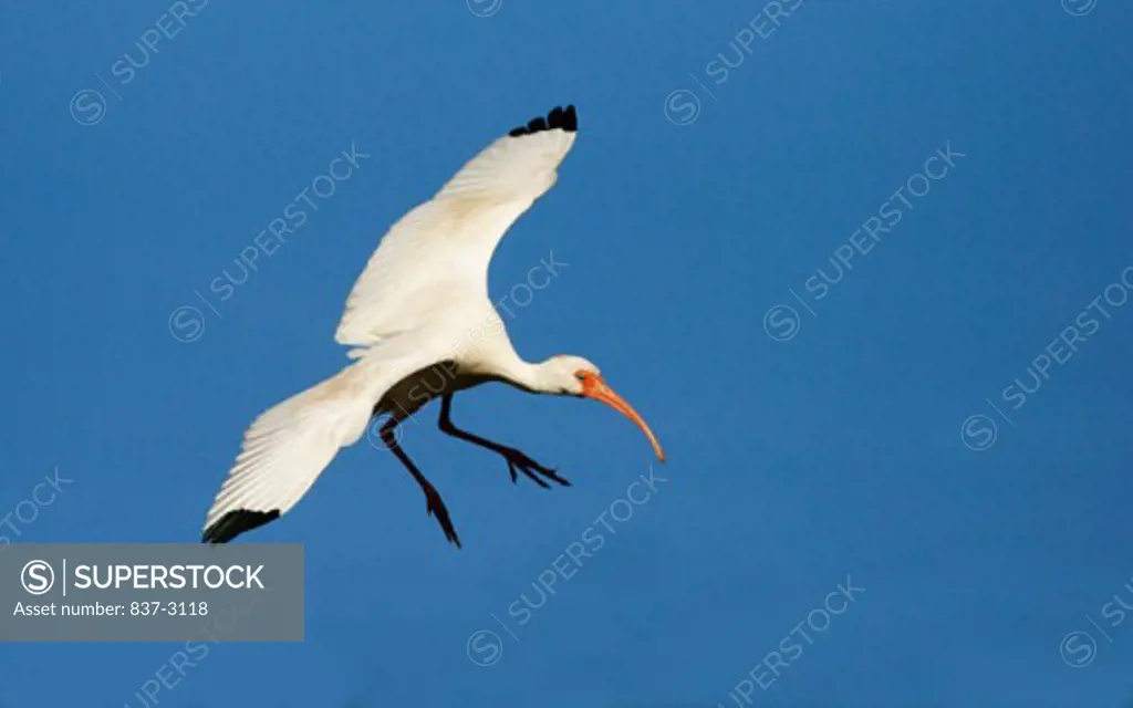 Side profile of a White Ibis flying in sky (Eudocimus albus)
