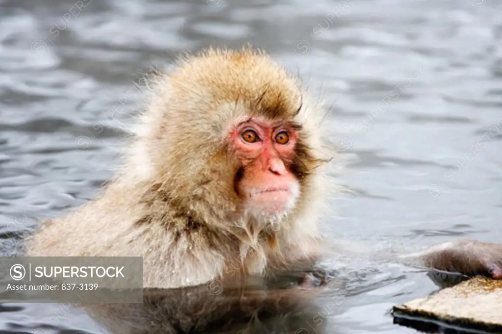 Close-up of a Japanese Macaque in a lake (Macaca fuscata)